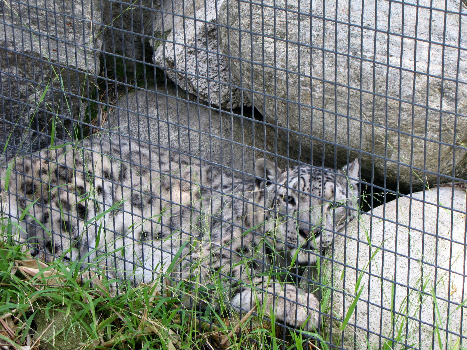 Snow Leopard