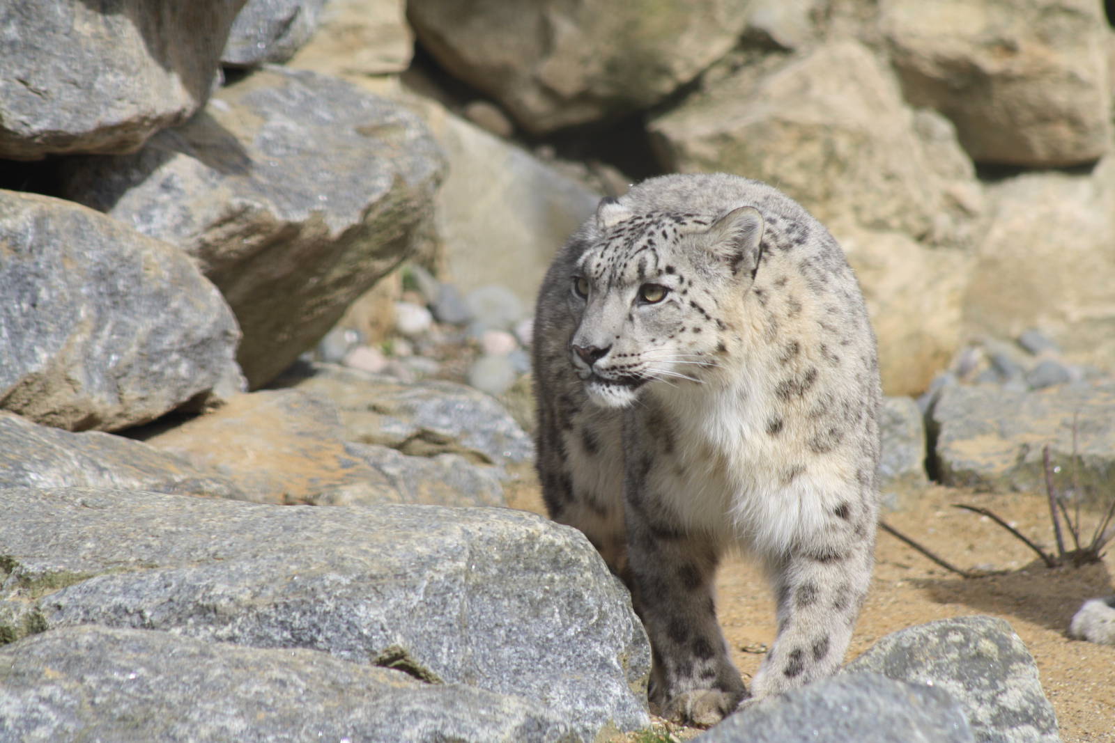 Snow Leopard