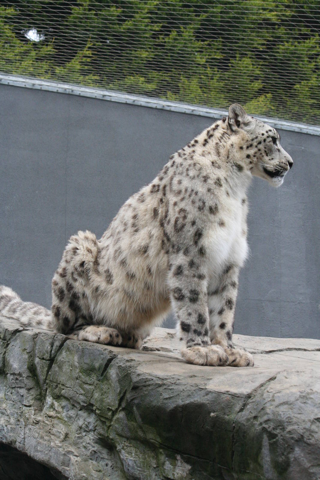 Snow leopard