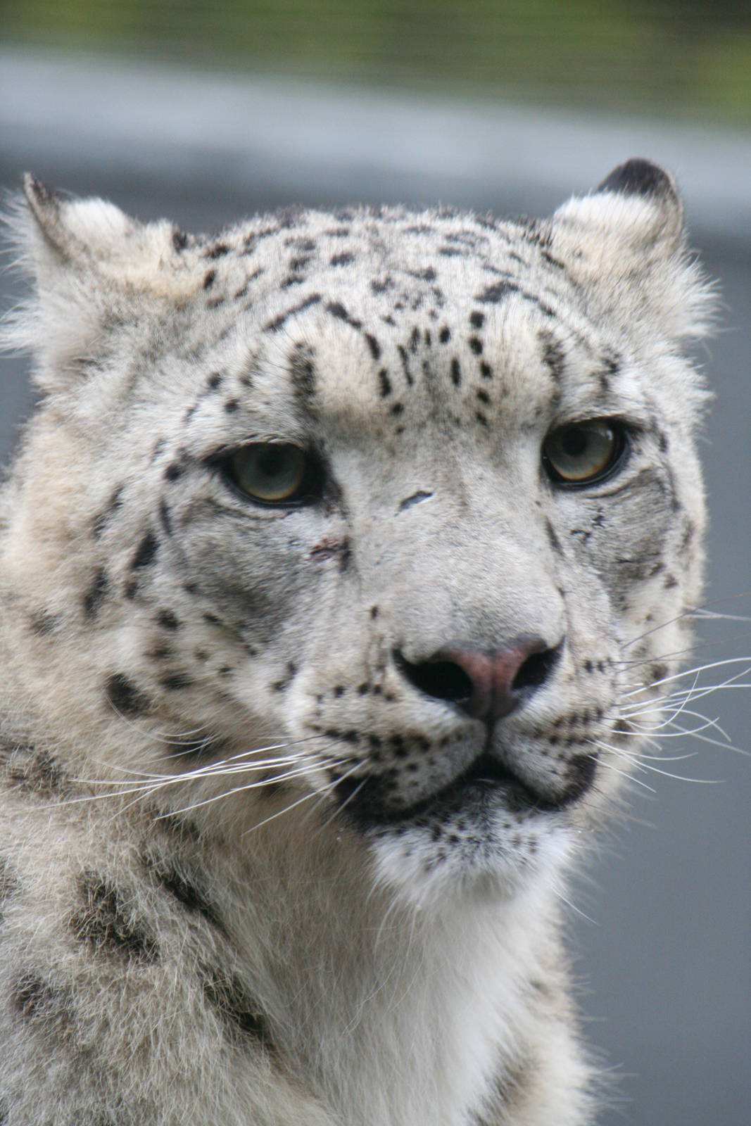 Snow leopard