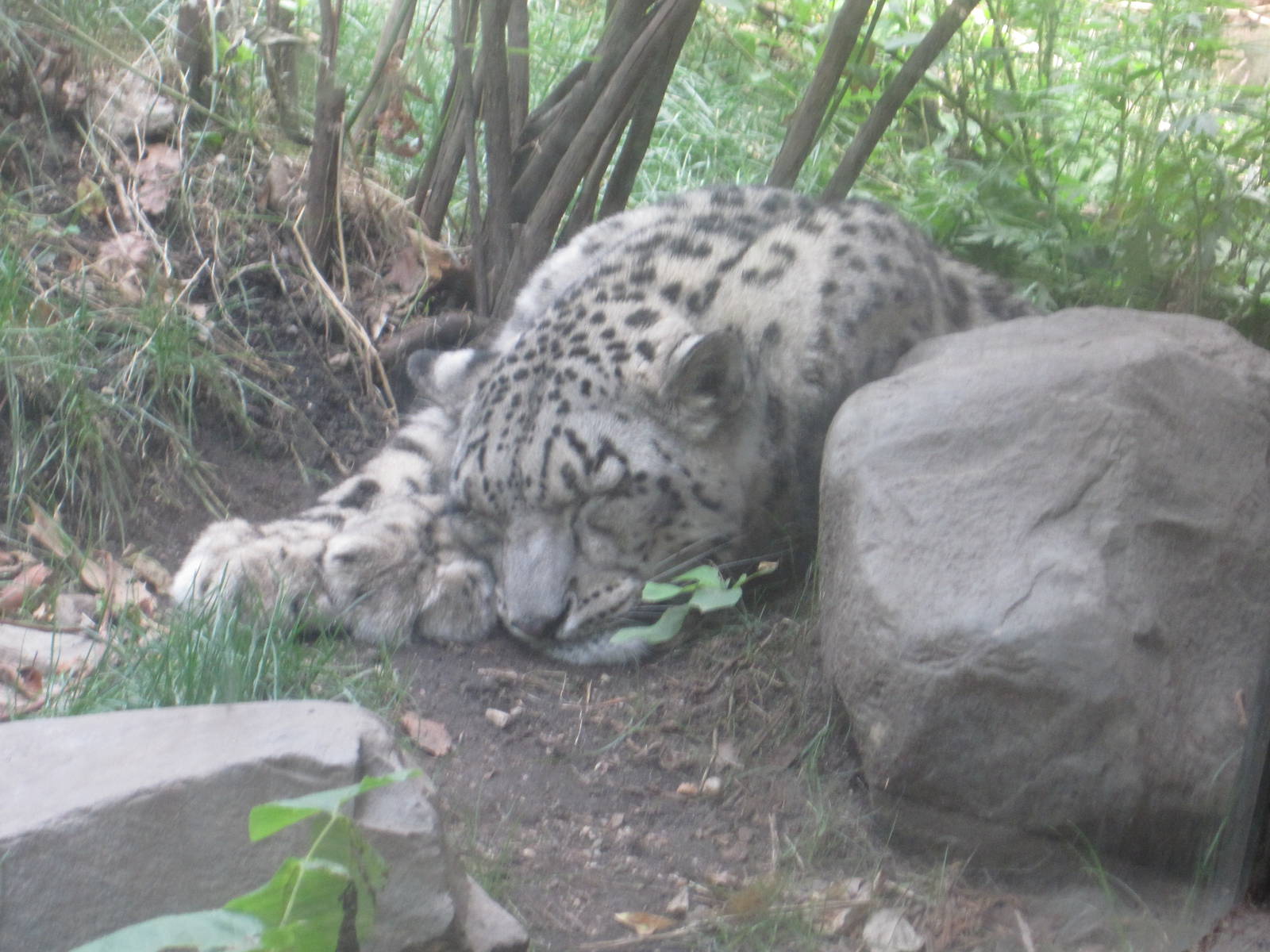 Snow Leopard