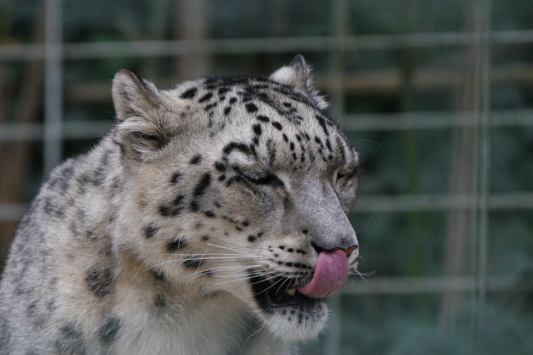 Snow Leopard