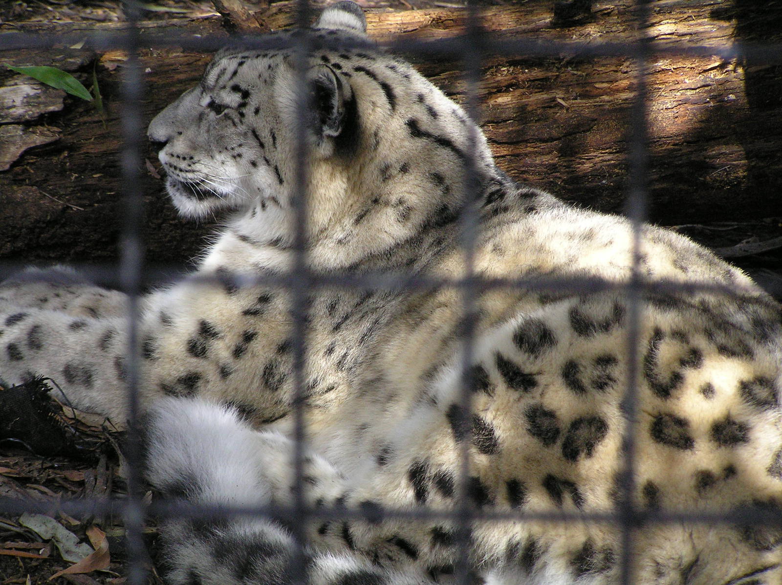 Snow leopard