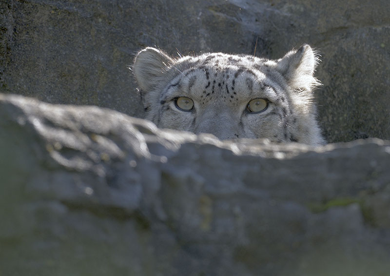 Snow leopard