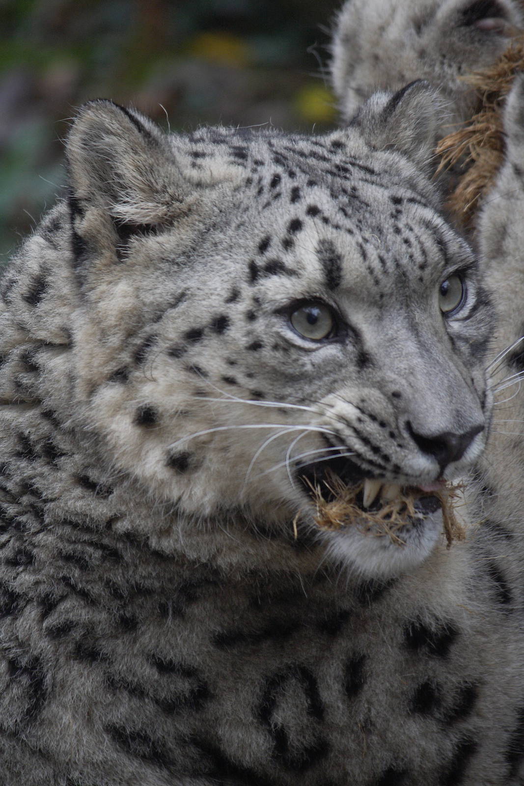 Snow leopard