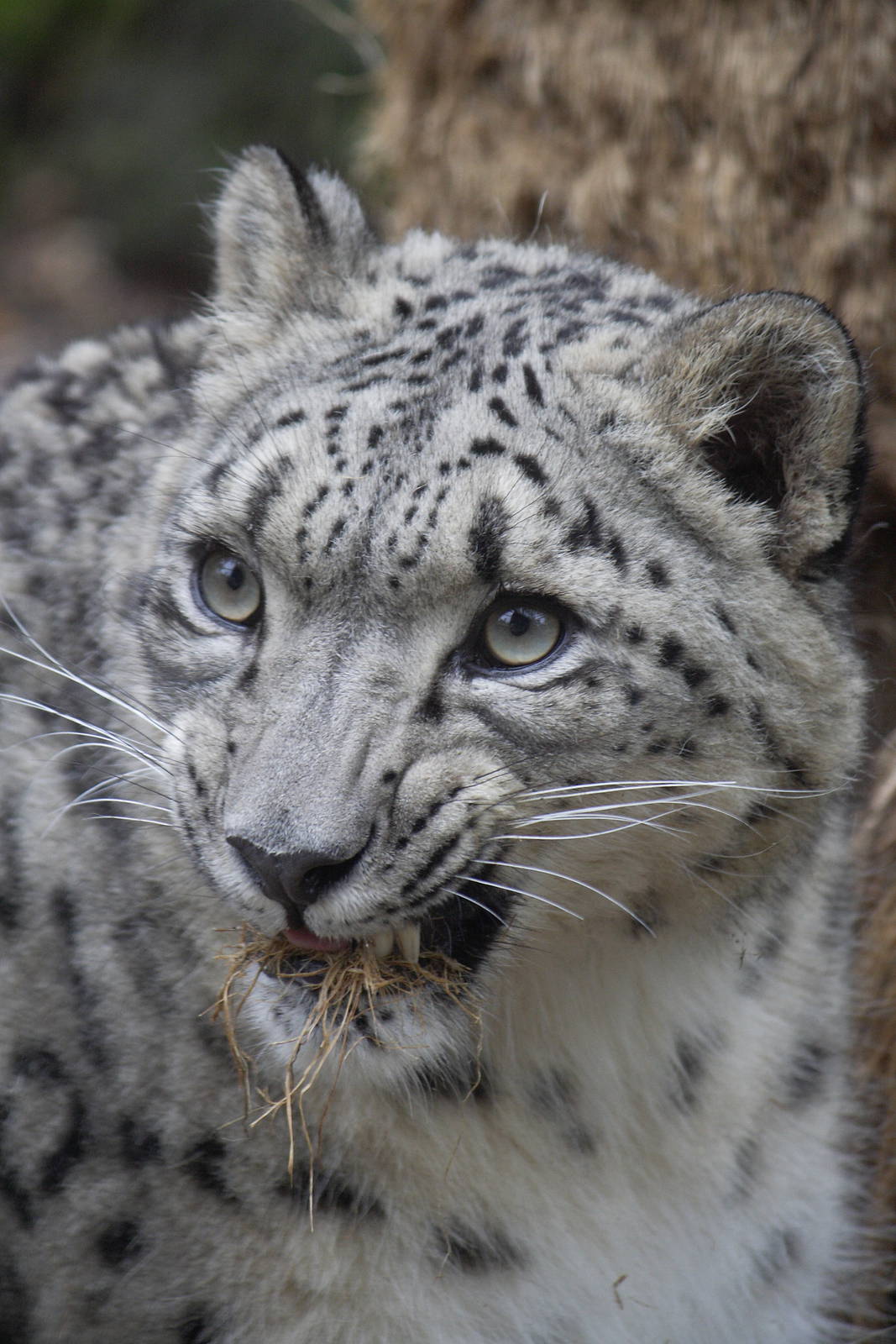 Snow leopard