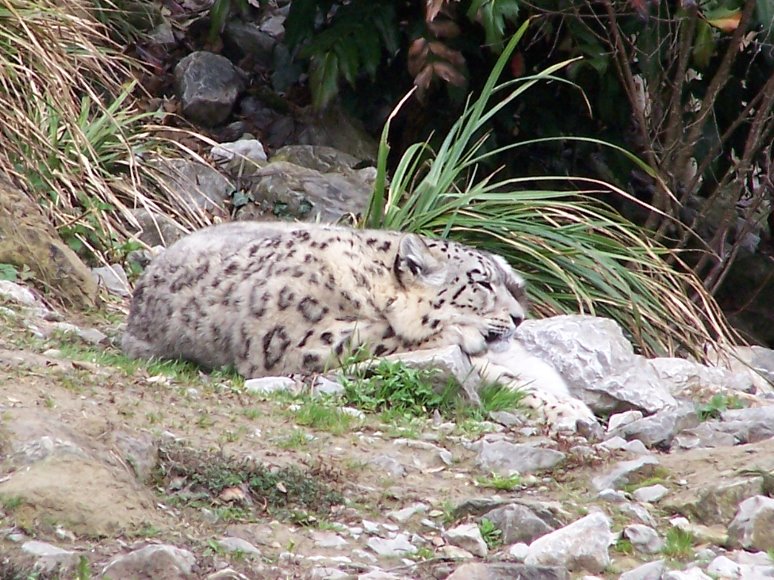 snow leopard