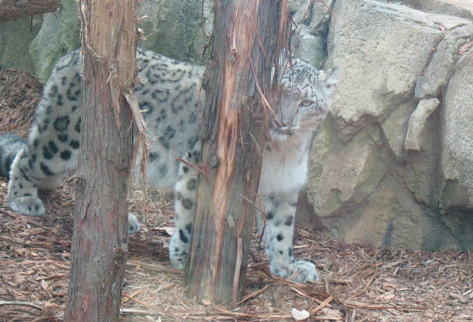 snow leopard