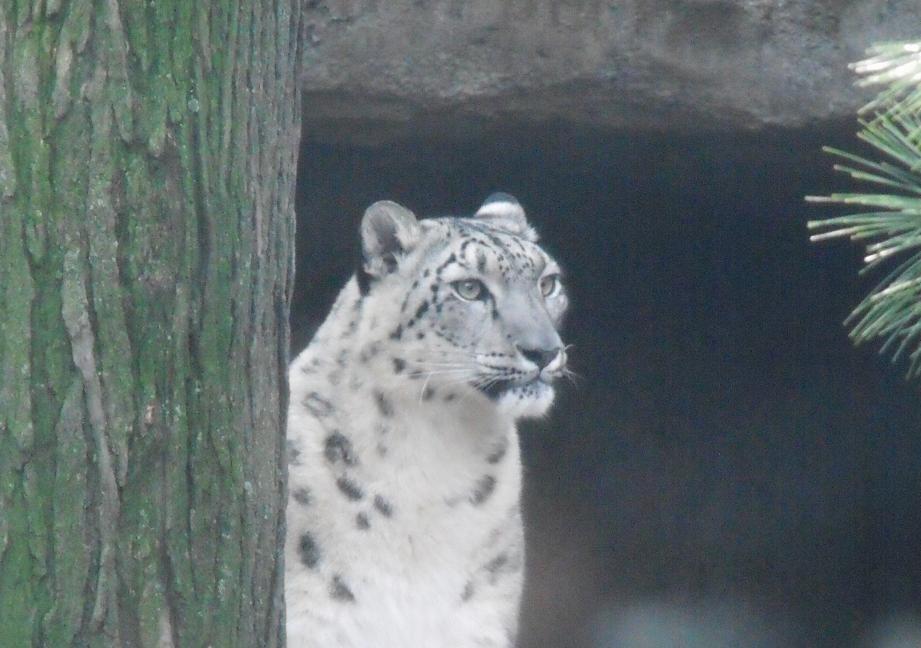 snow leopard