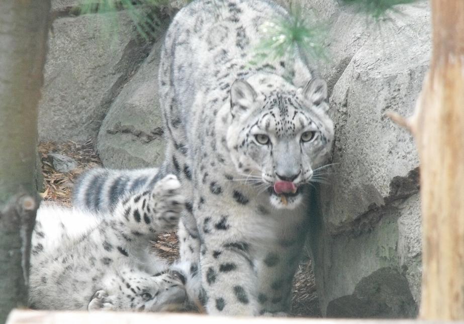 snow leopard
