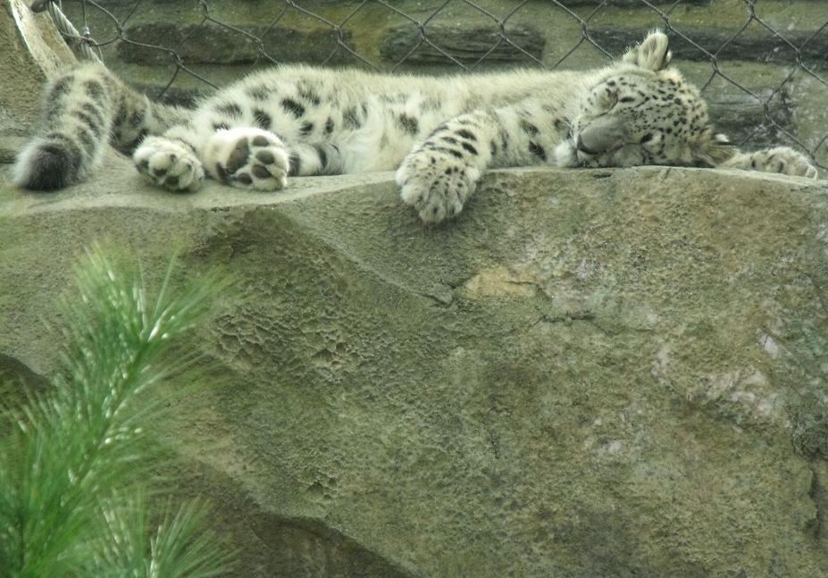 snow leopard