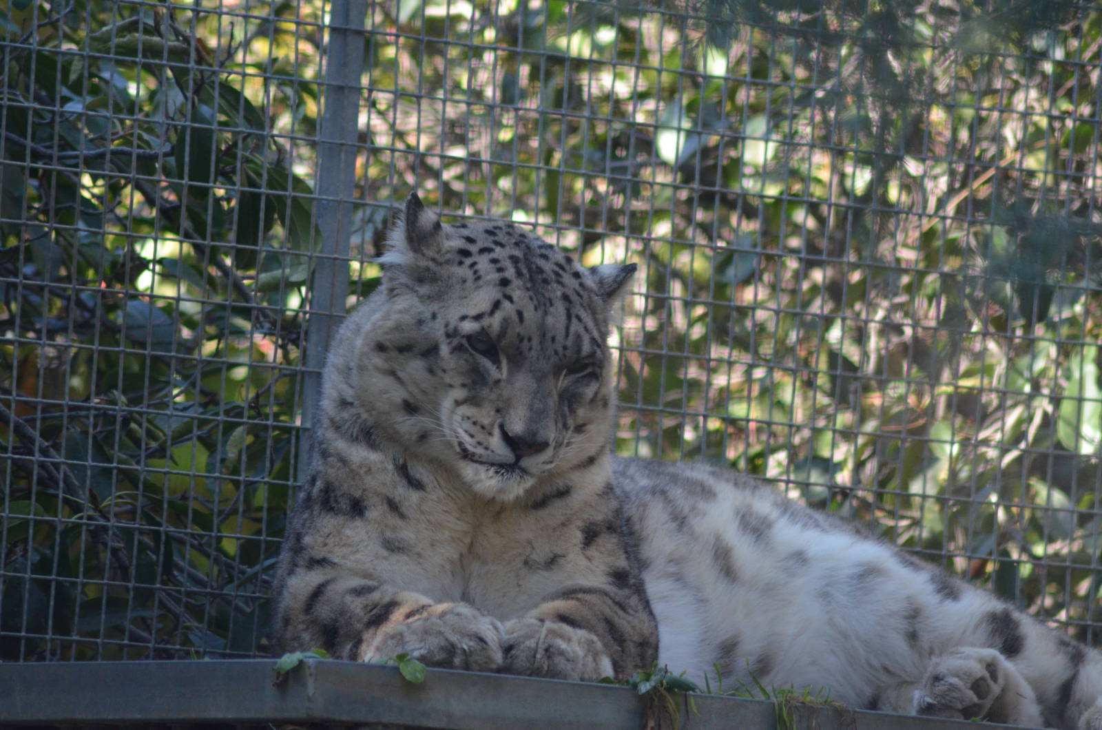 Snow Leopard