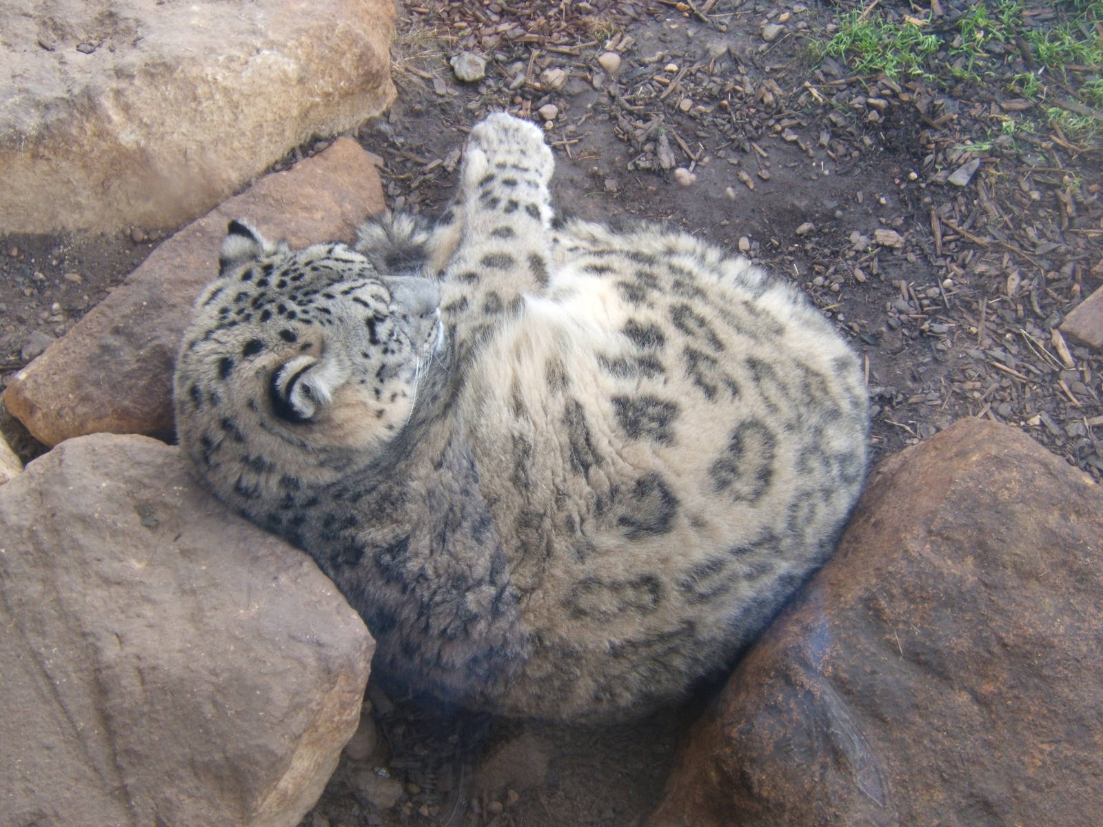Snow Leopard