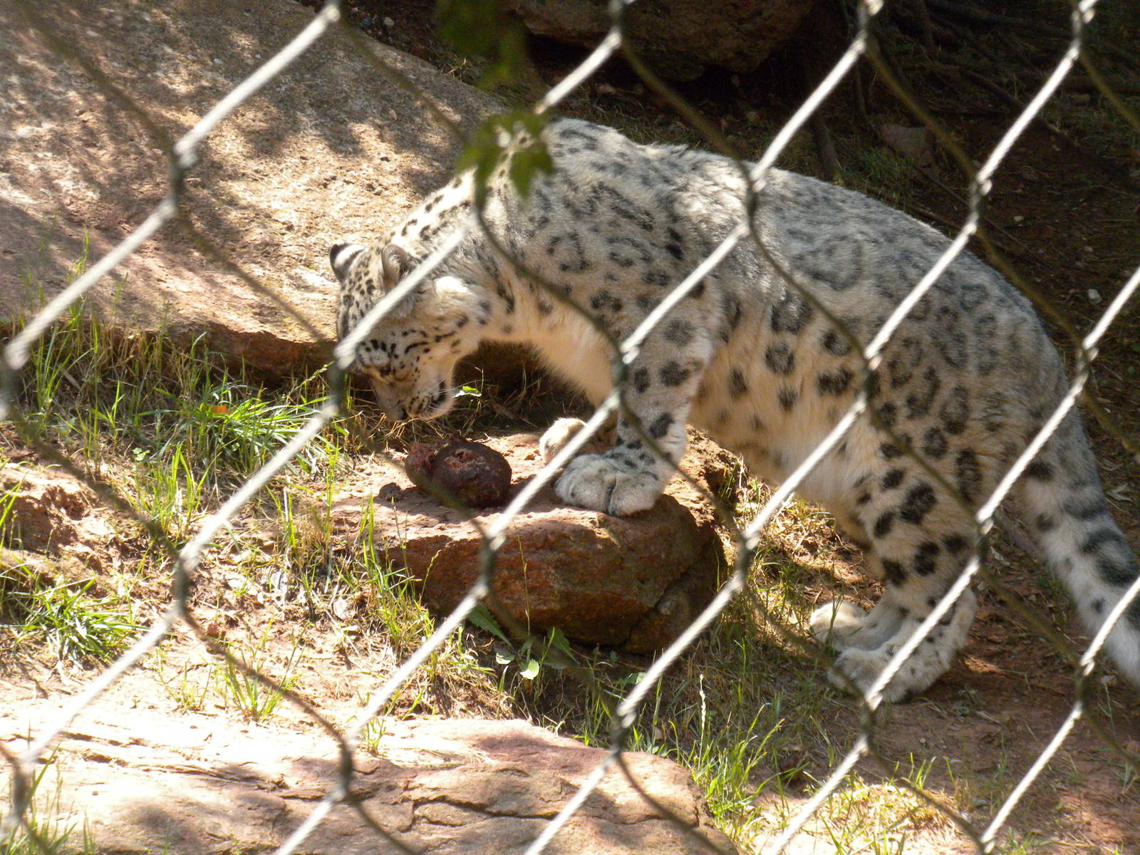 Snow Leopard