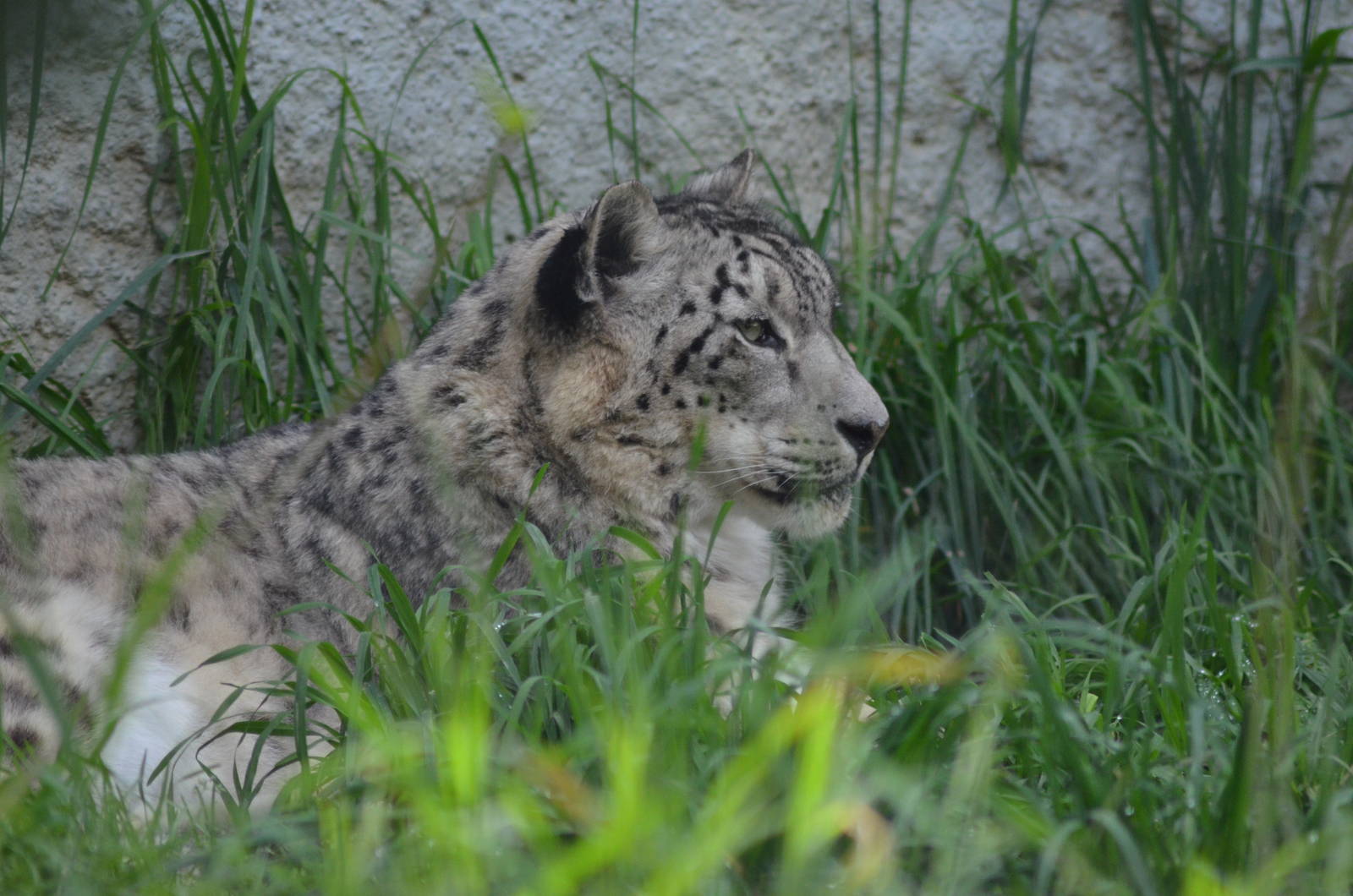 Snow Leopard