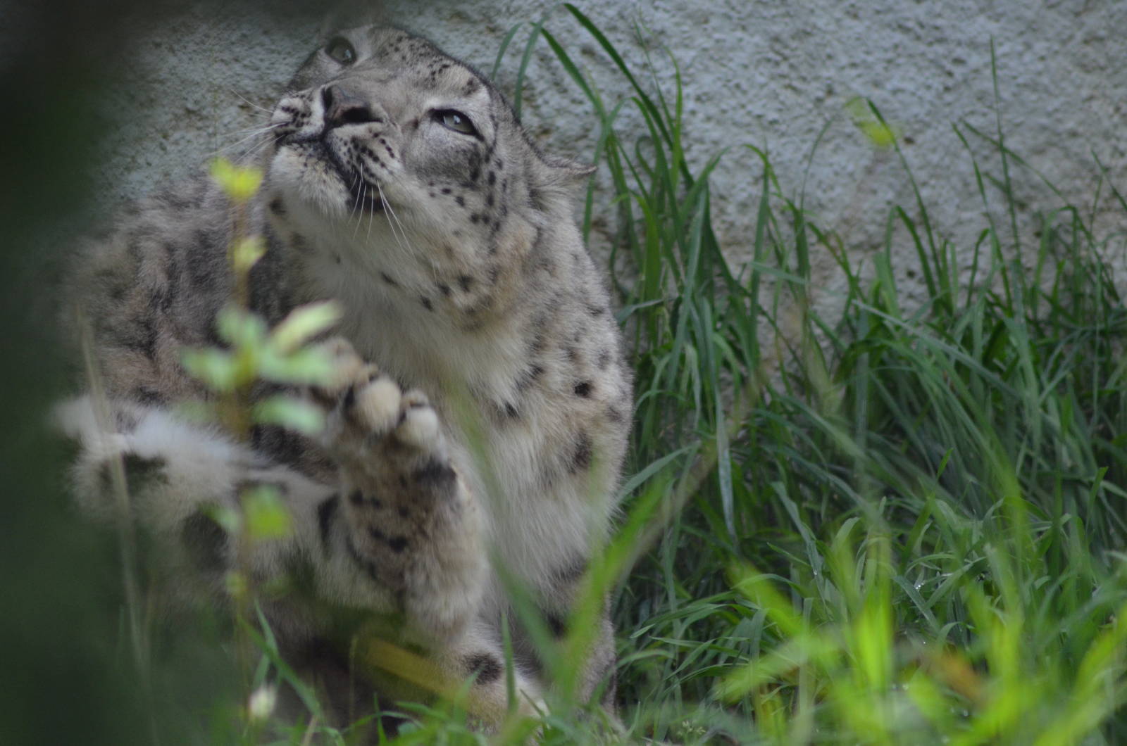 Snow Leopard