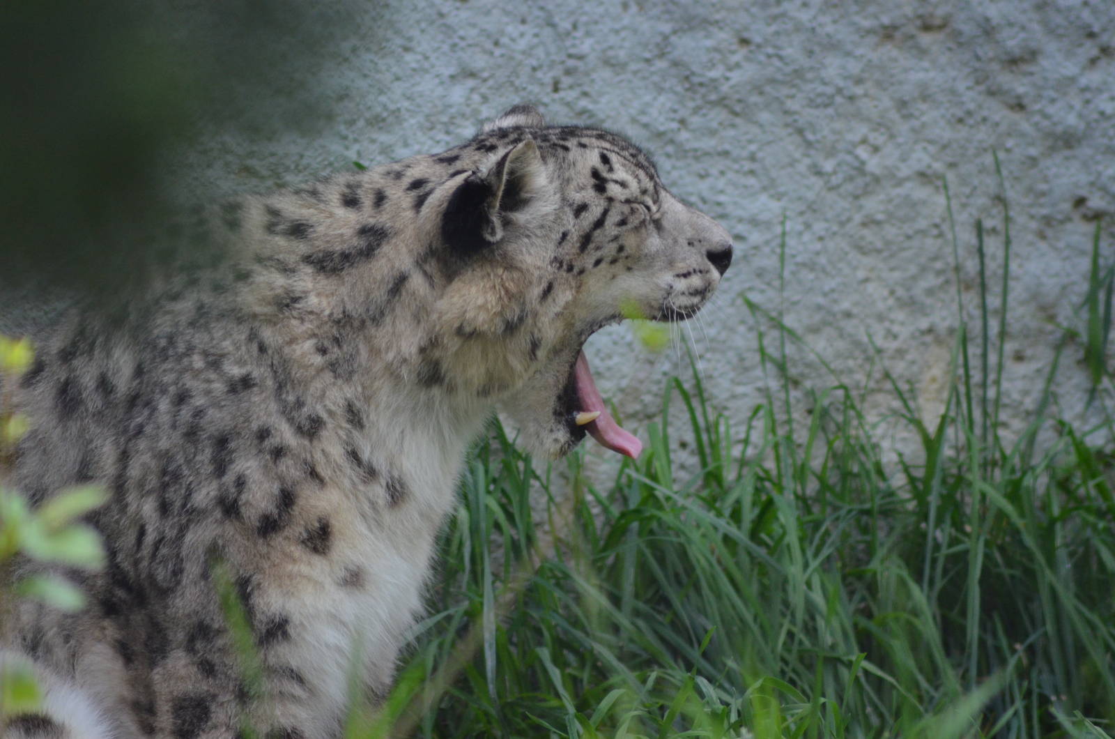Snow Leopard