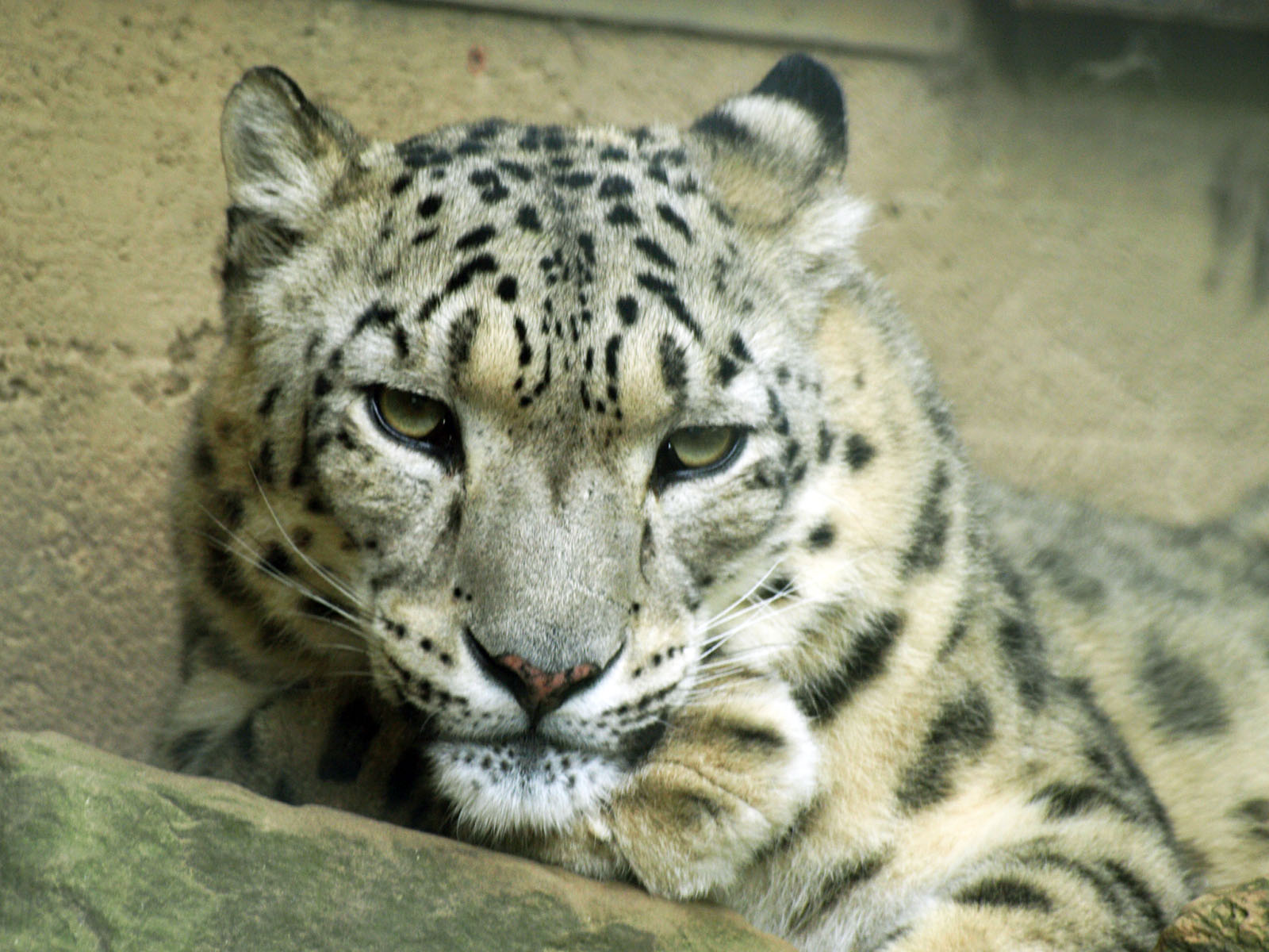 Snow leopard