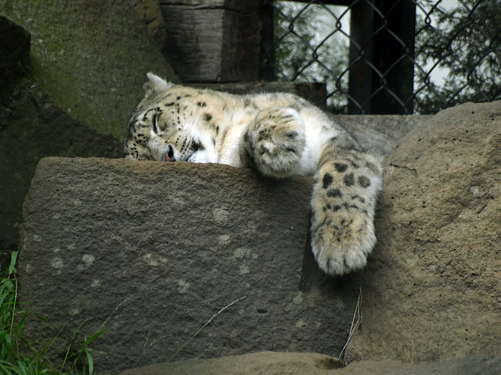 Snow leopard