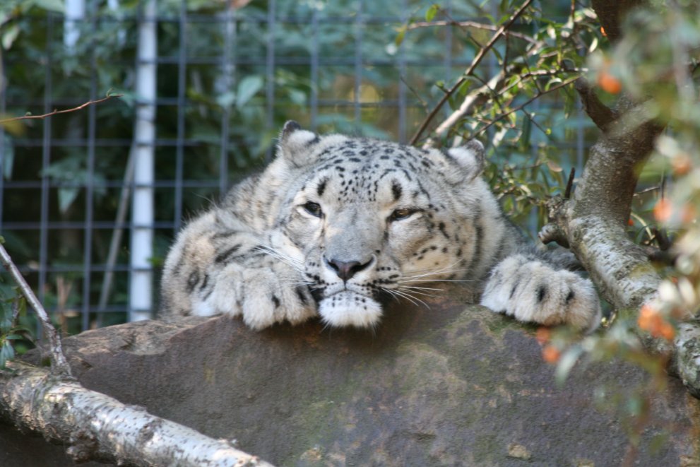 Snow Leopard