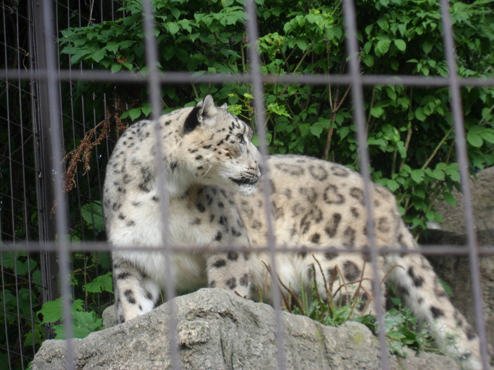 Snow Leopard