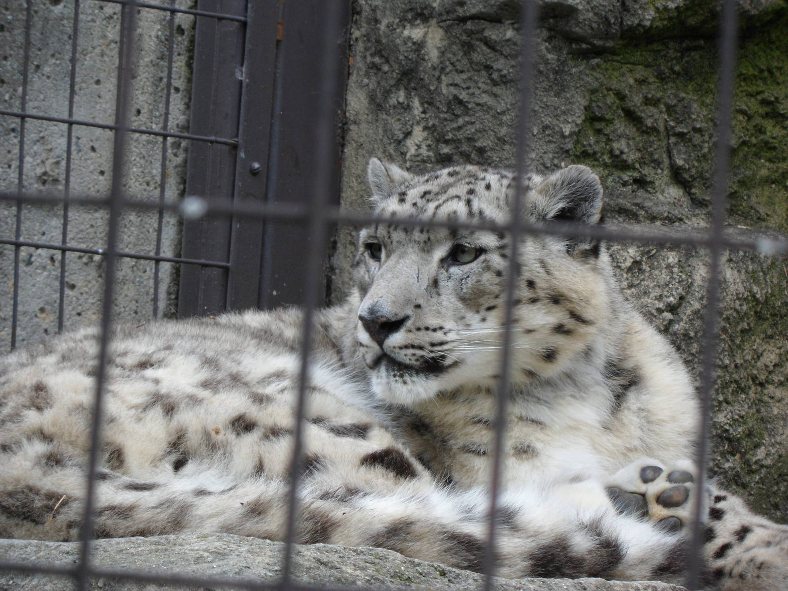 Snow Leopard