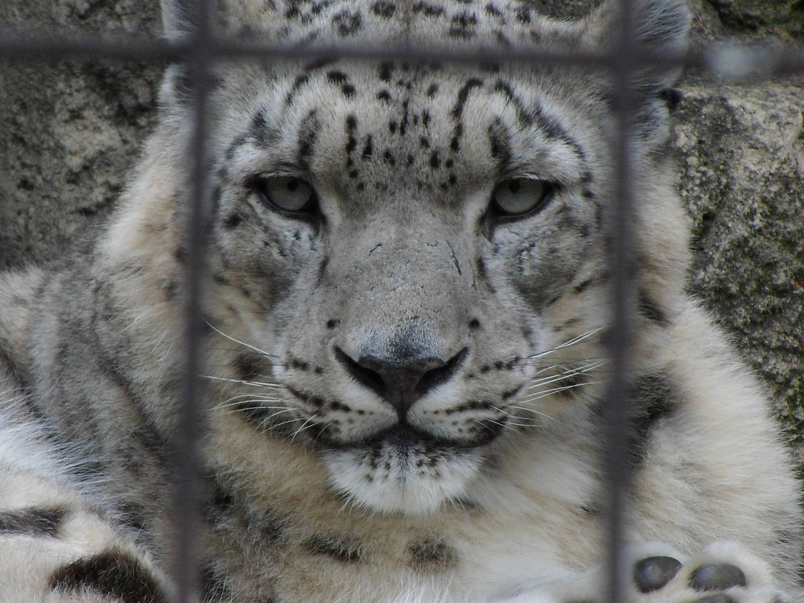 Snow Leopard