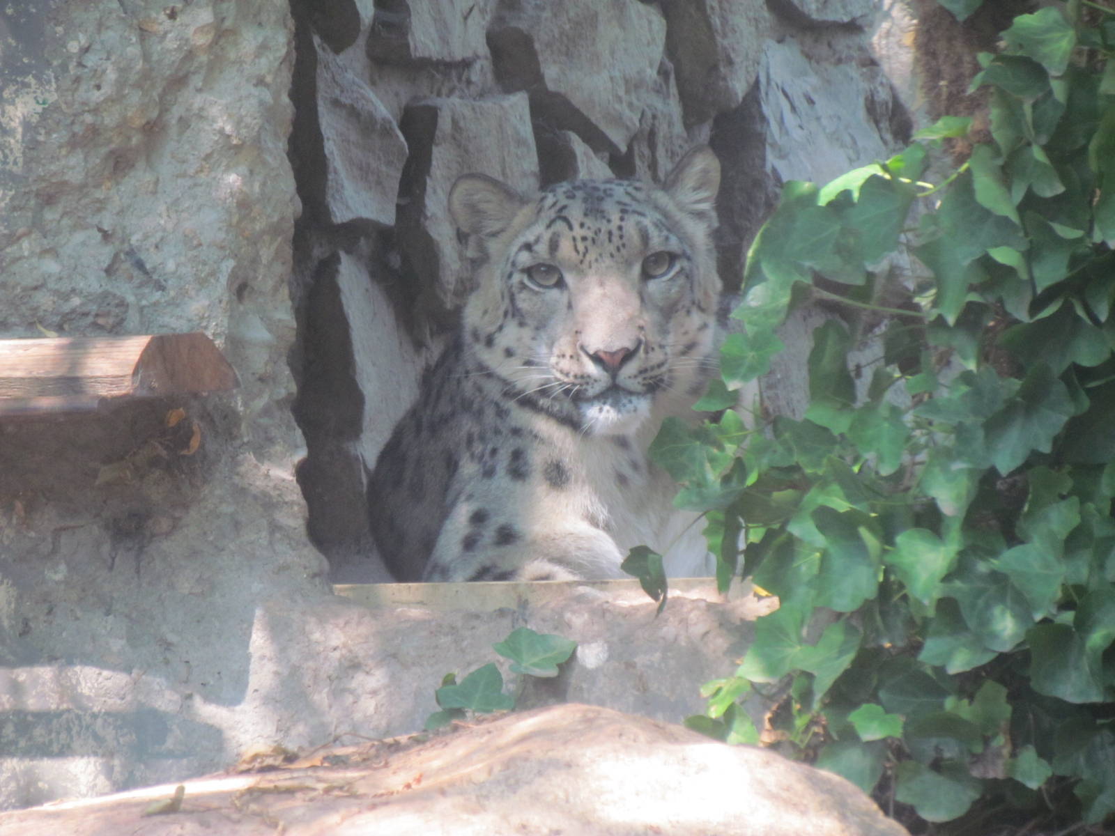 Snow Leopard