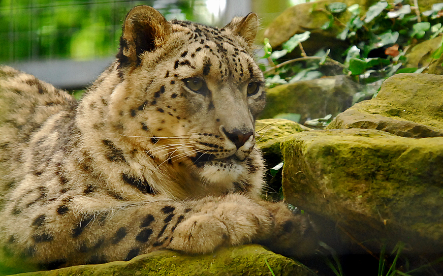 snow leopard