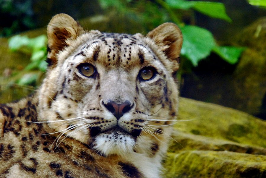 snow leopard