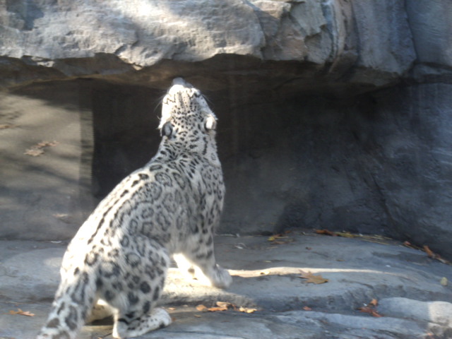 Snow Leopard