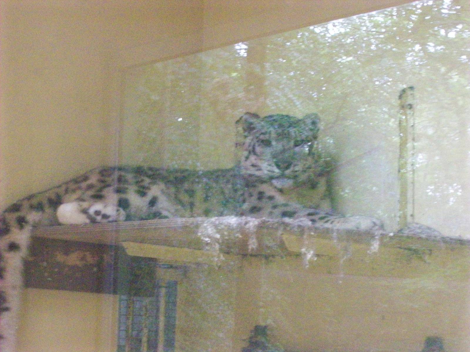 snow leopard