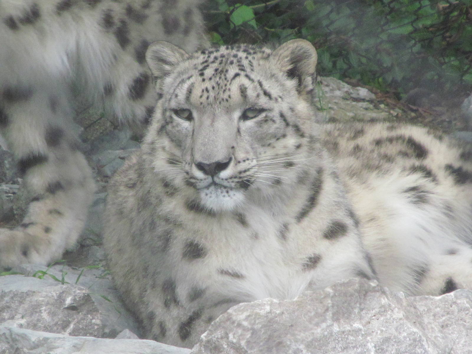 Snow Leopard