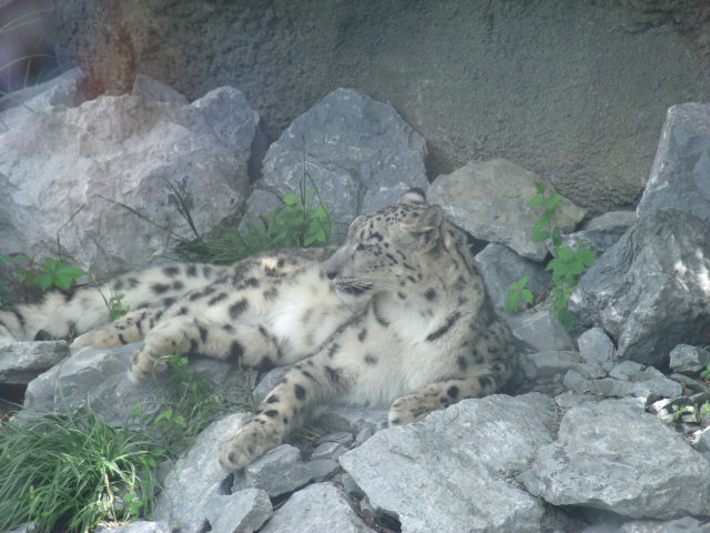 Snow Leopard