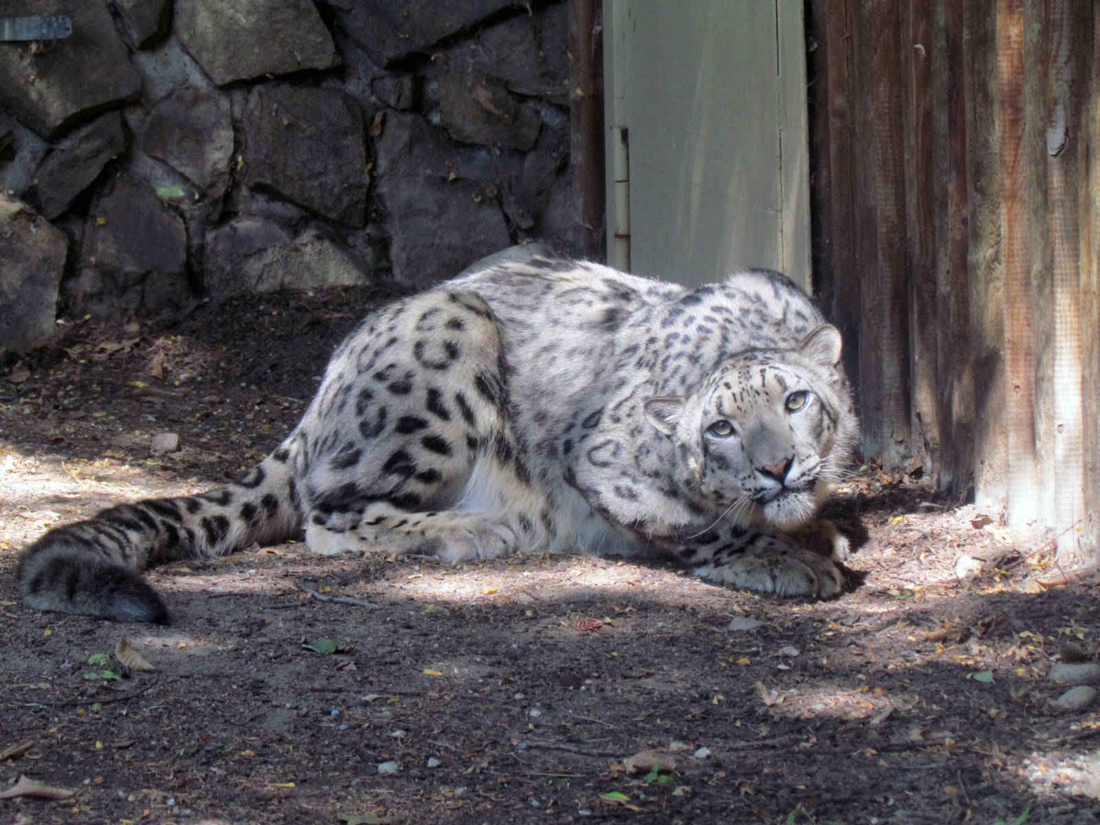 Snow Leopard