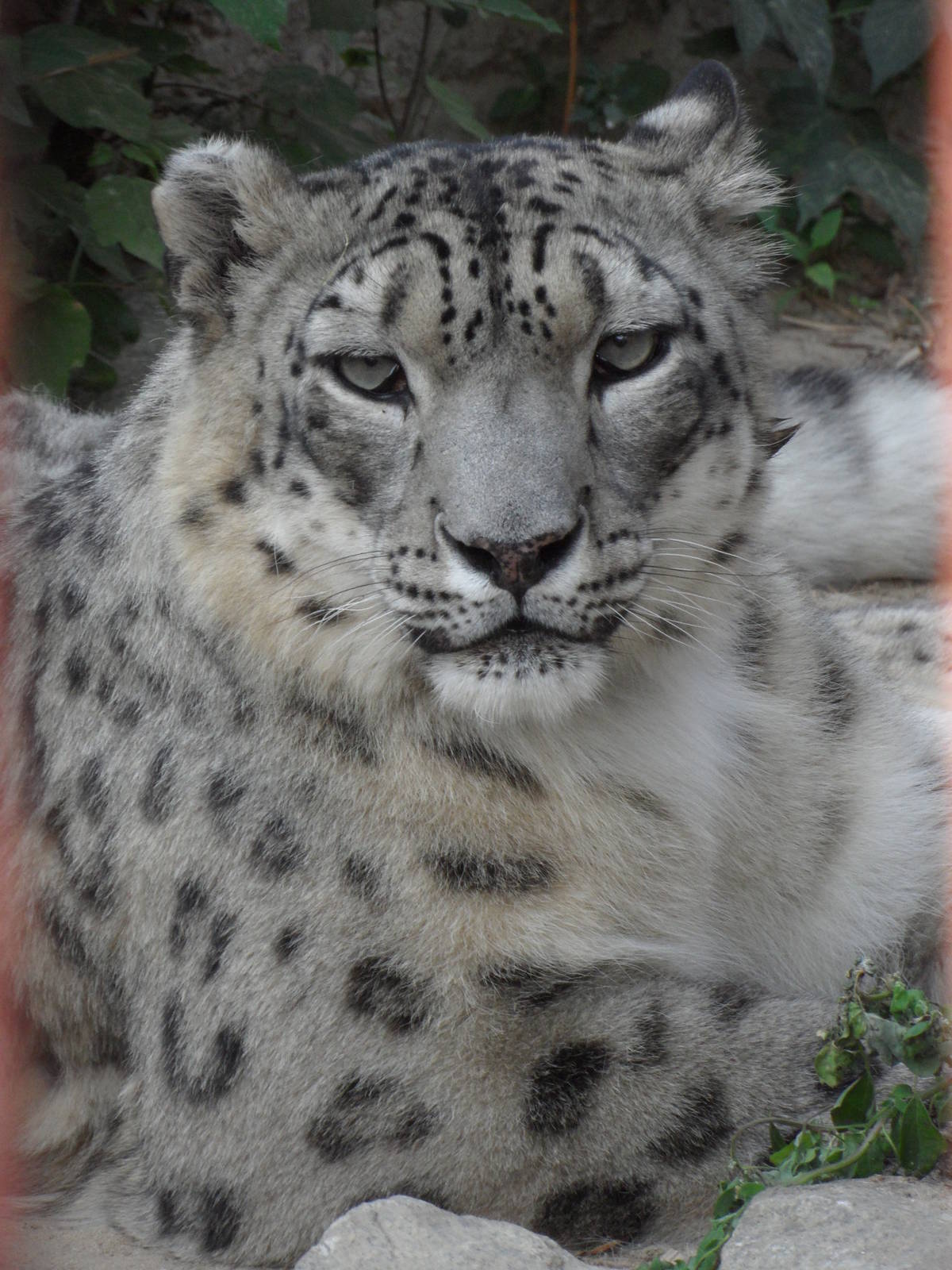 Snow leopard