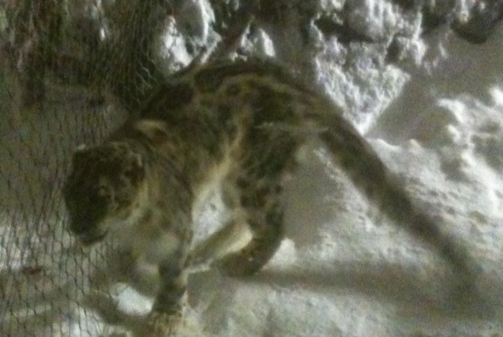 Snow Leopard