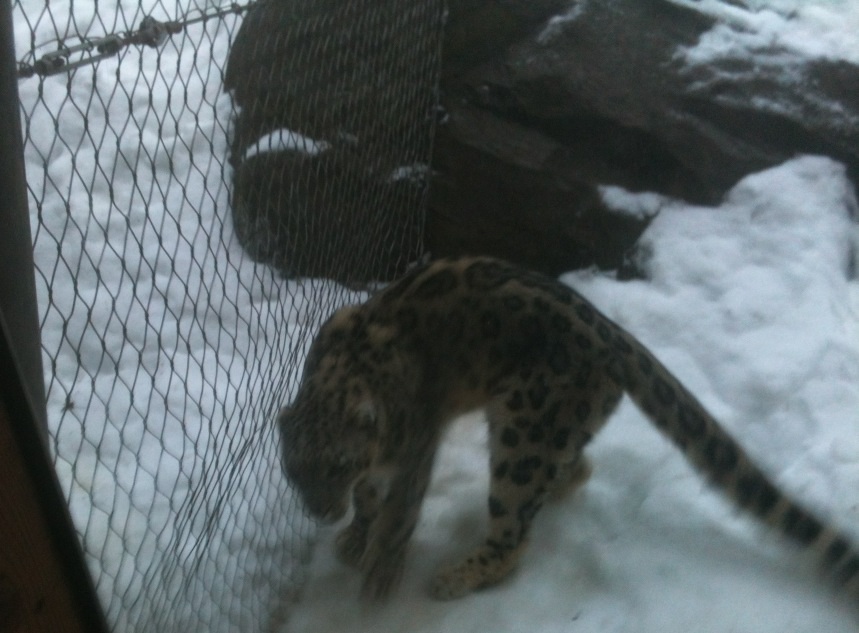 Snow Leopard