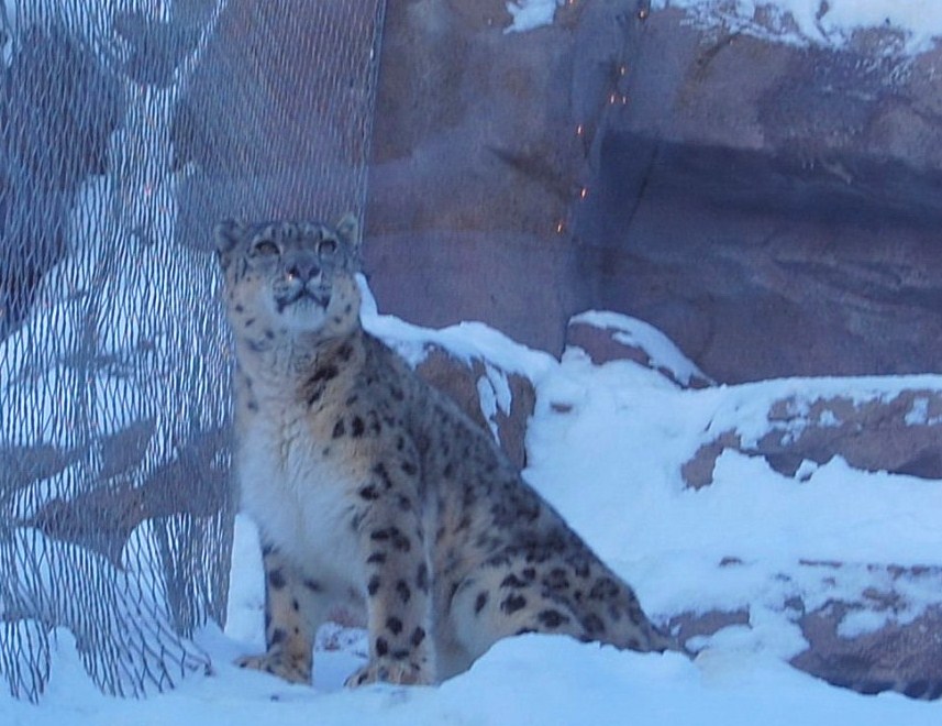 Snow Leopard