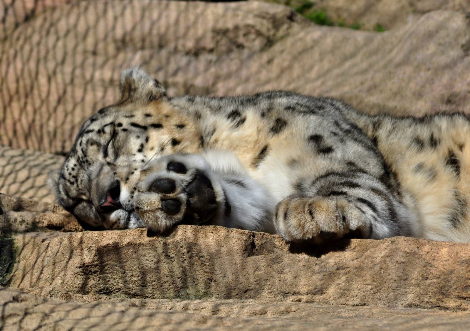 Snow Leopard
