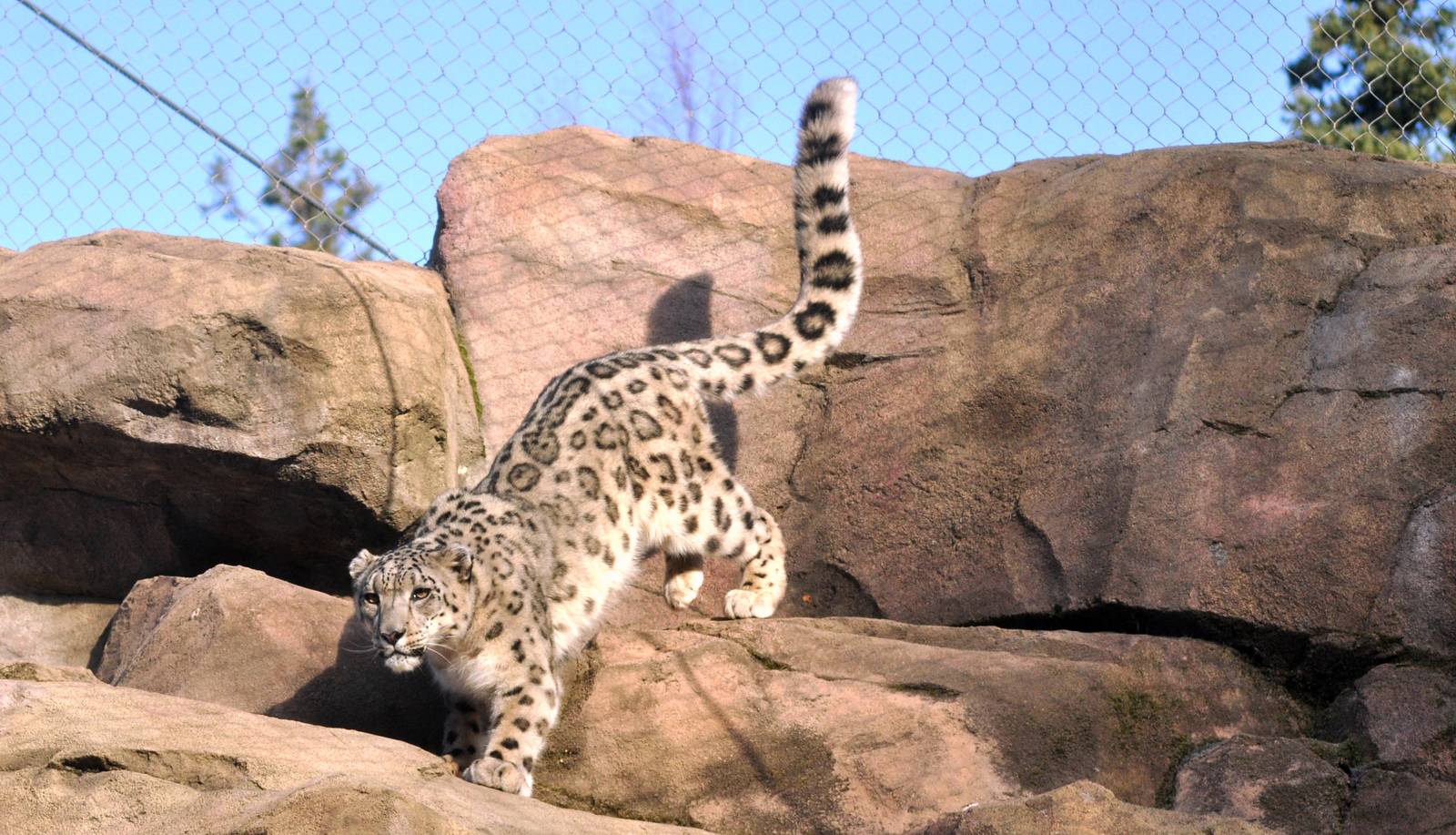 Snow Leopard