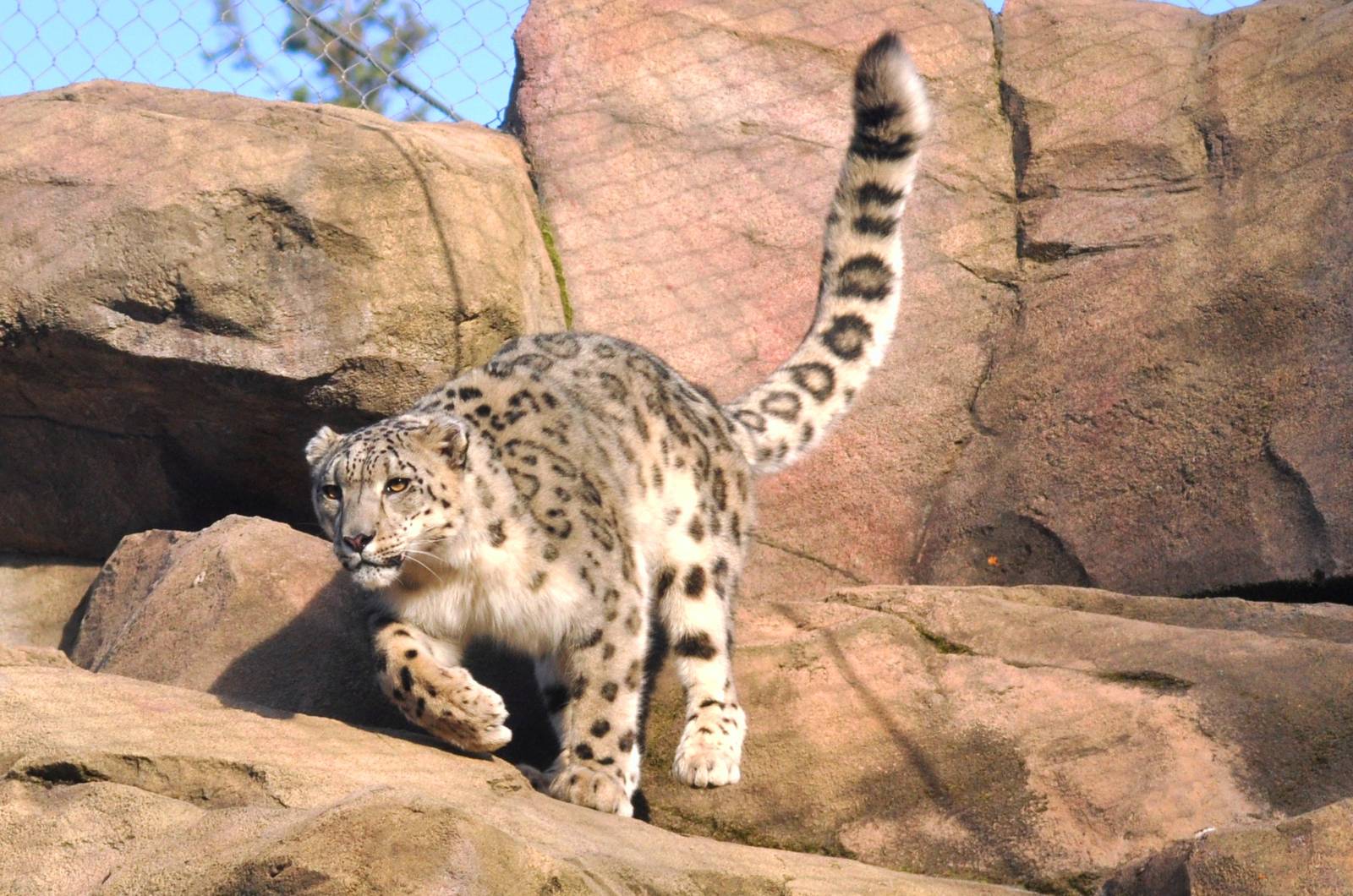 Snow Leopard