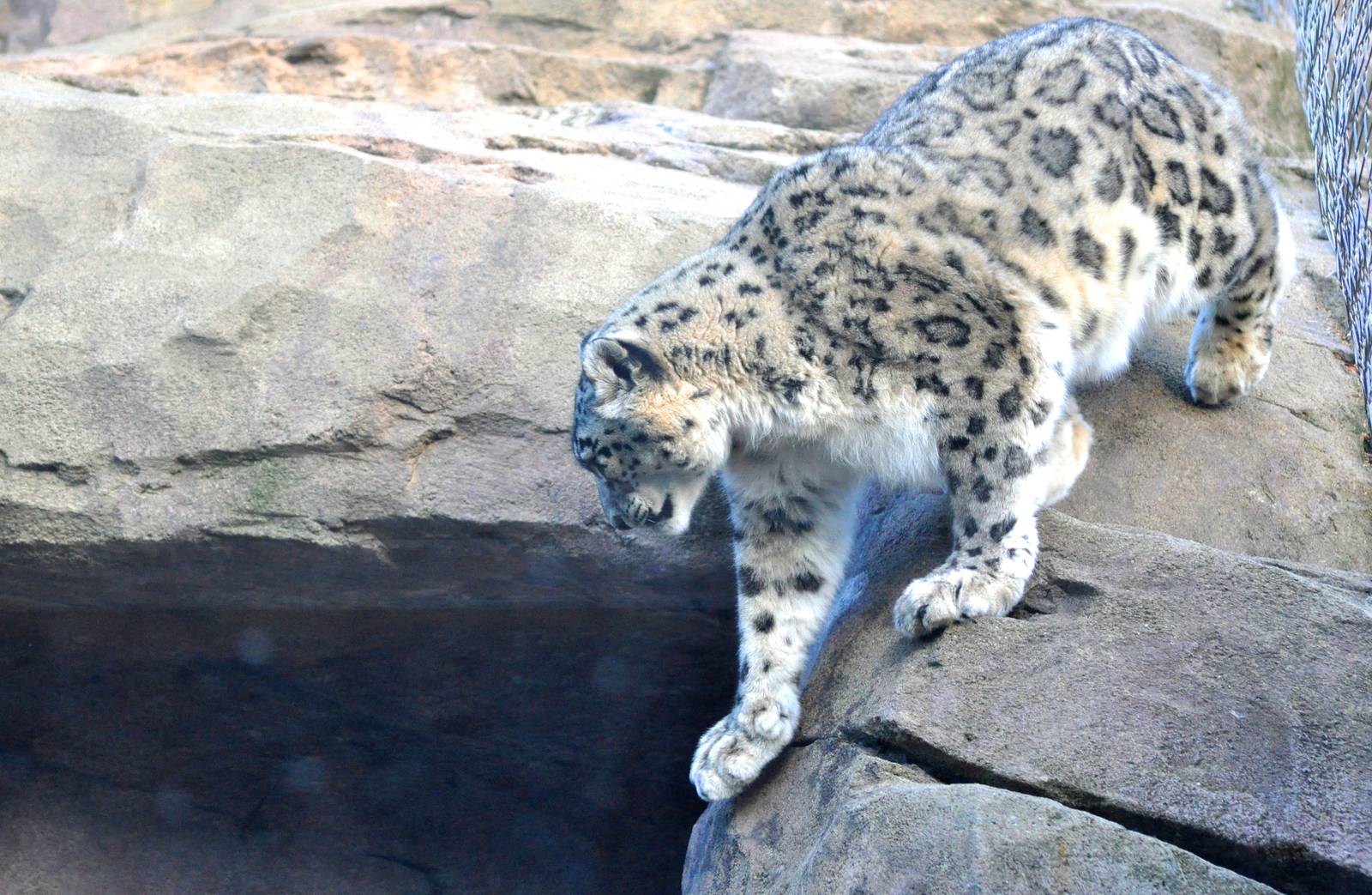Snow Leopard