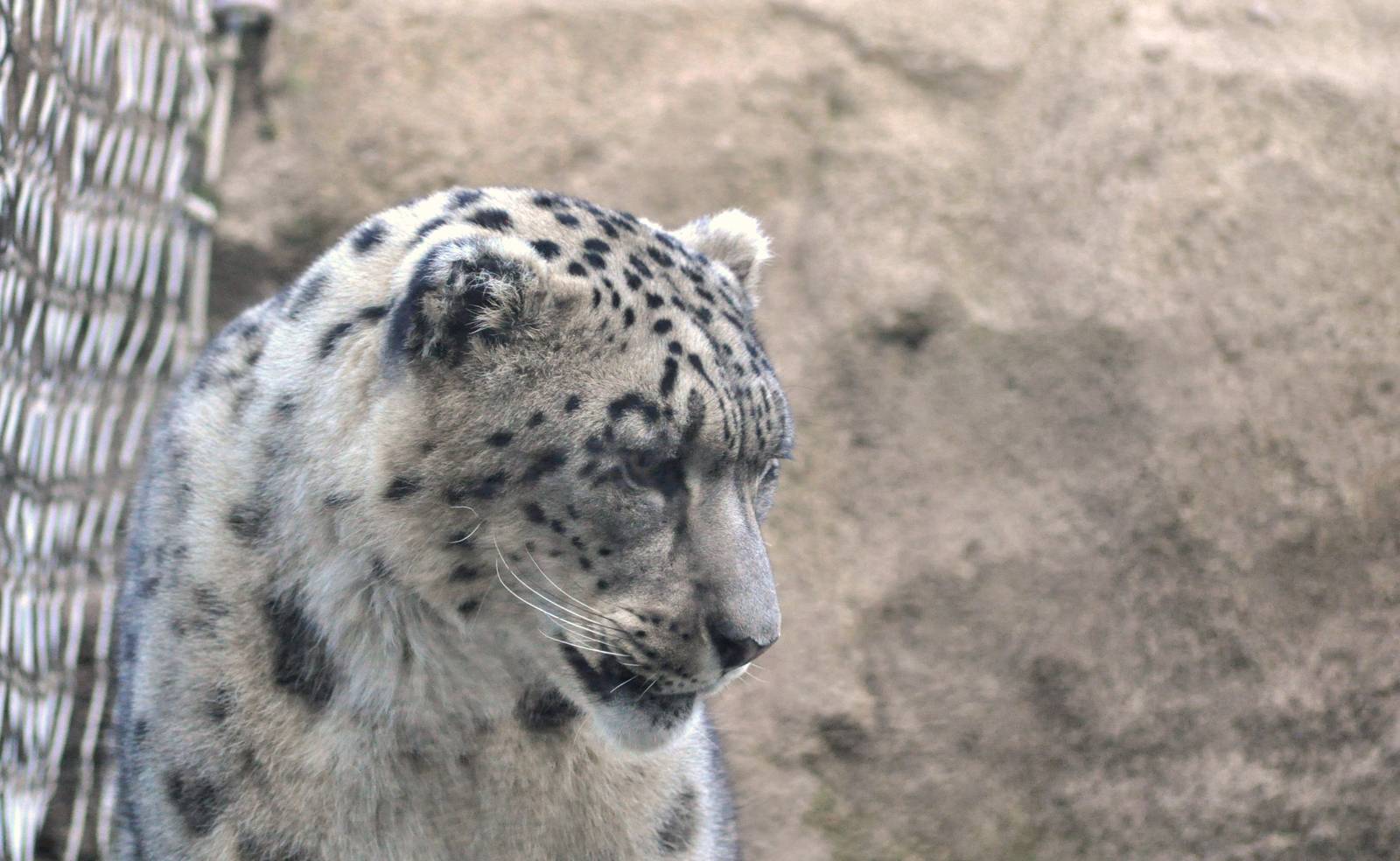 Snow Leopard