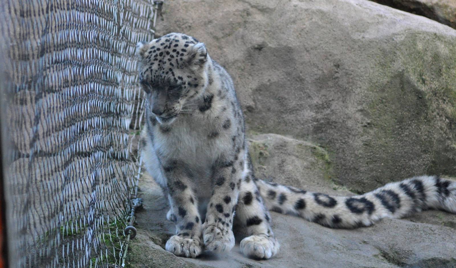 Snow Leopard
