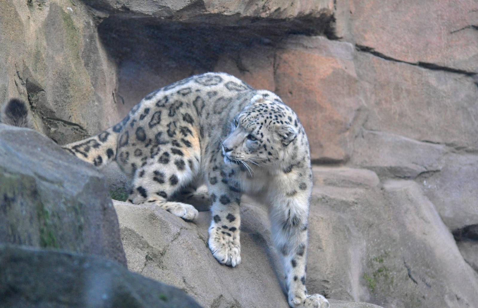 Snow Leopard