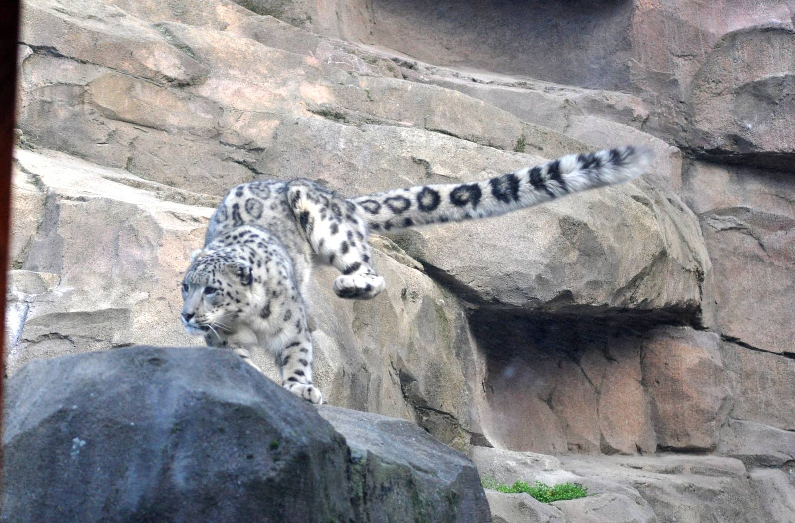 Snow Leopard