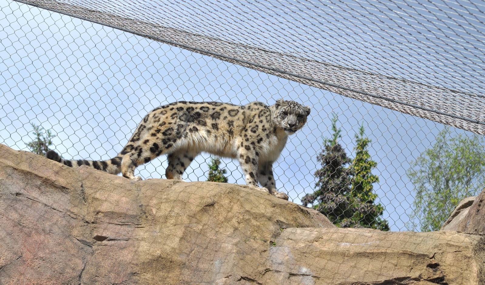 Snow Leopard