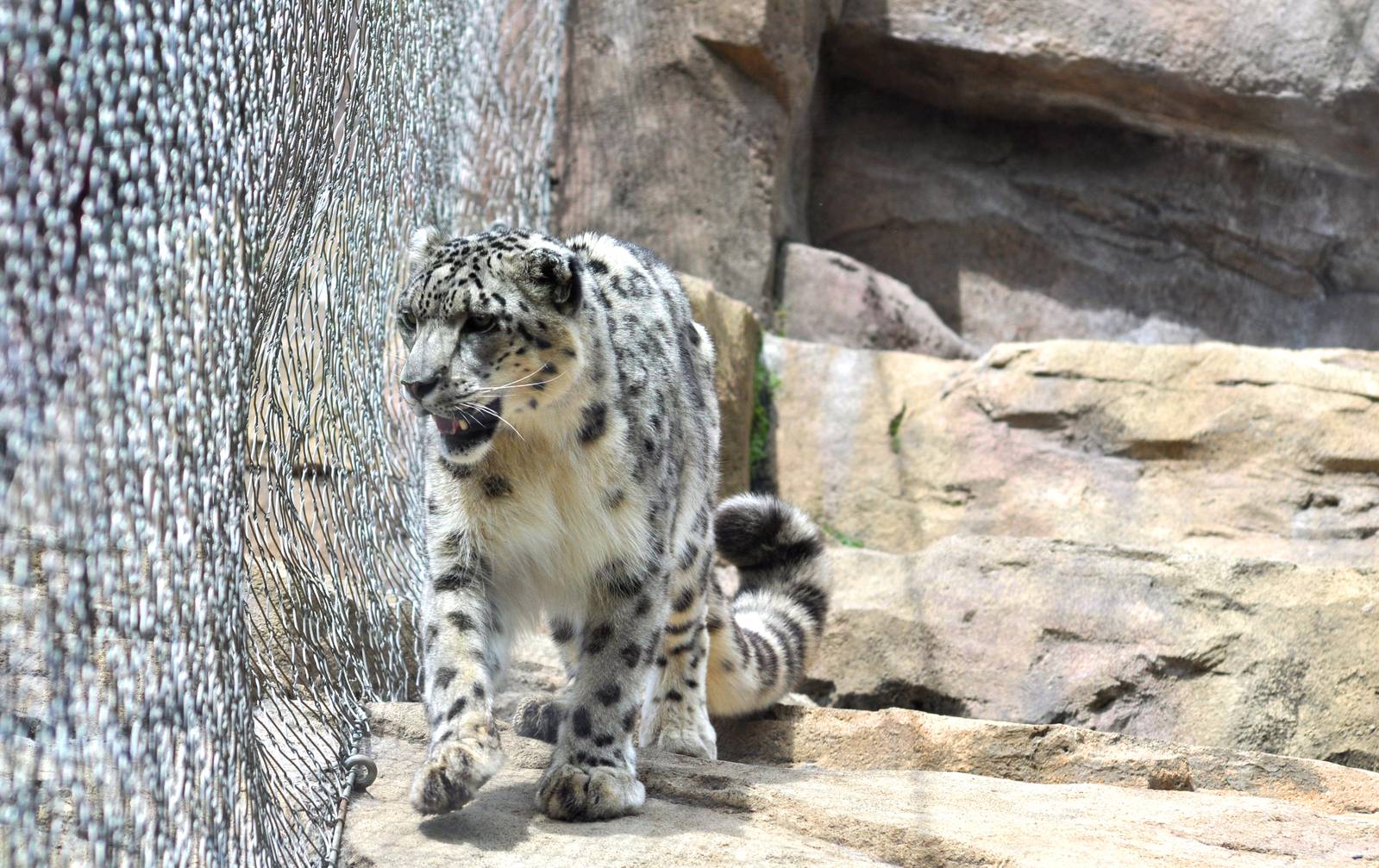 Snow Leopard