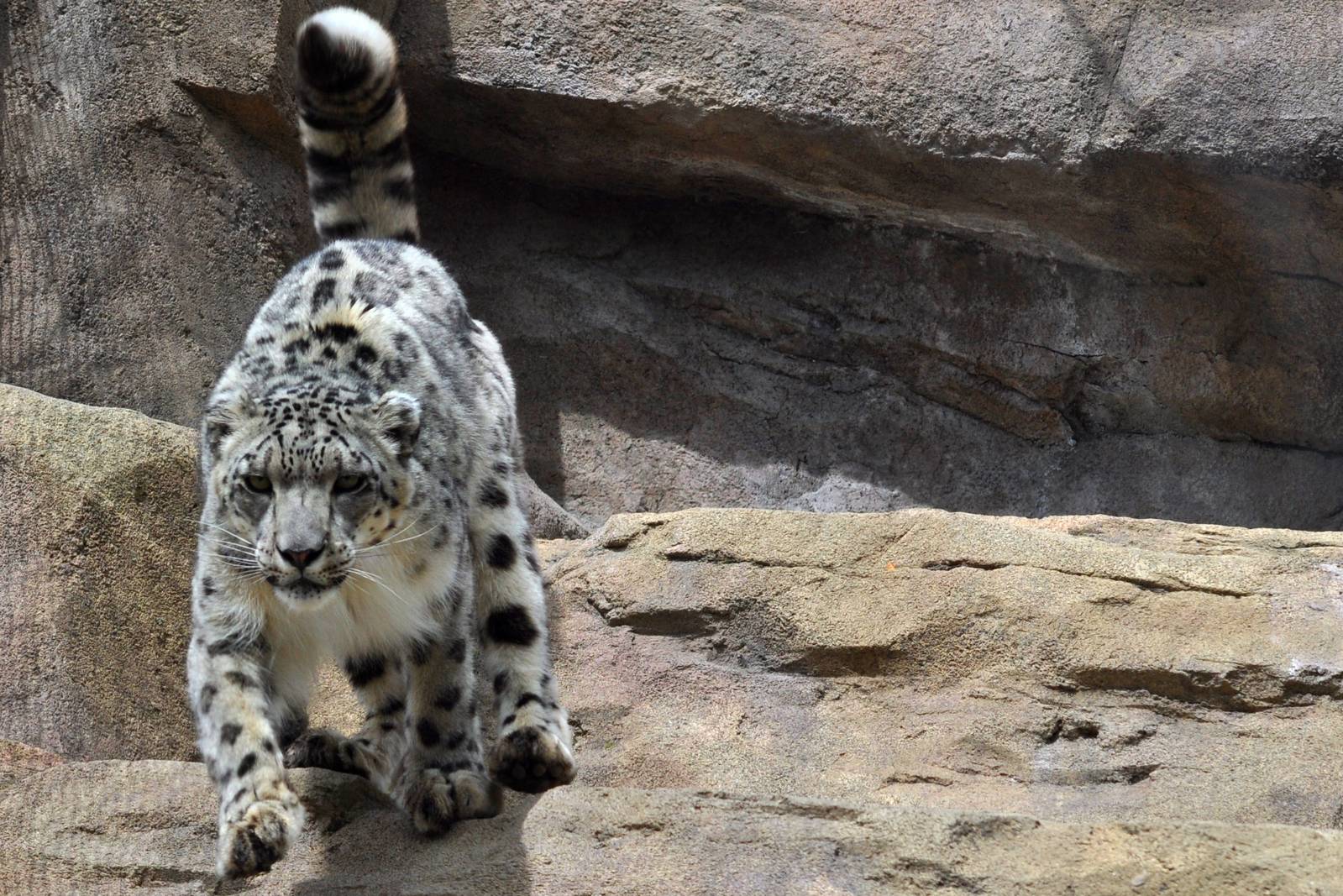 Snow Leopard